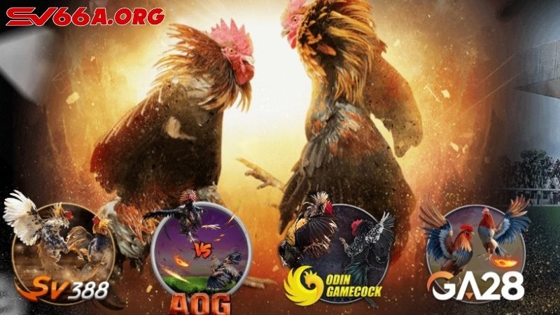 Các sới đá gà nổi tiếng có tại nhà cái SV66