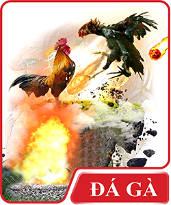 Đá gà